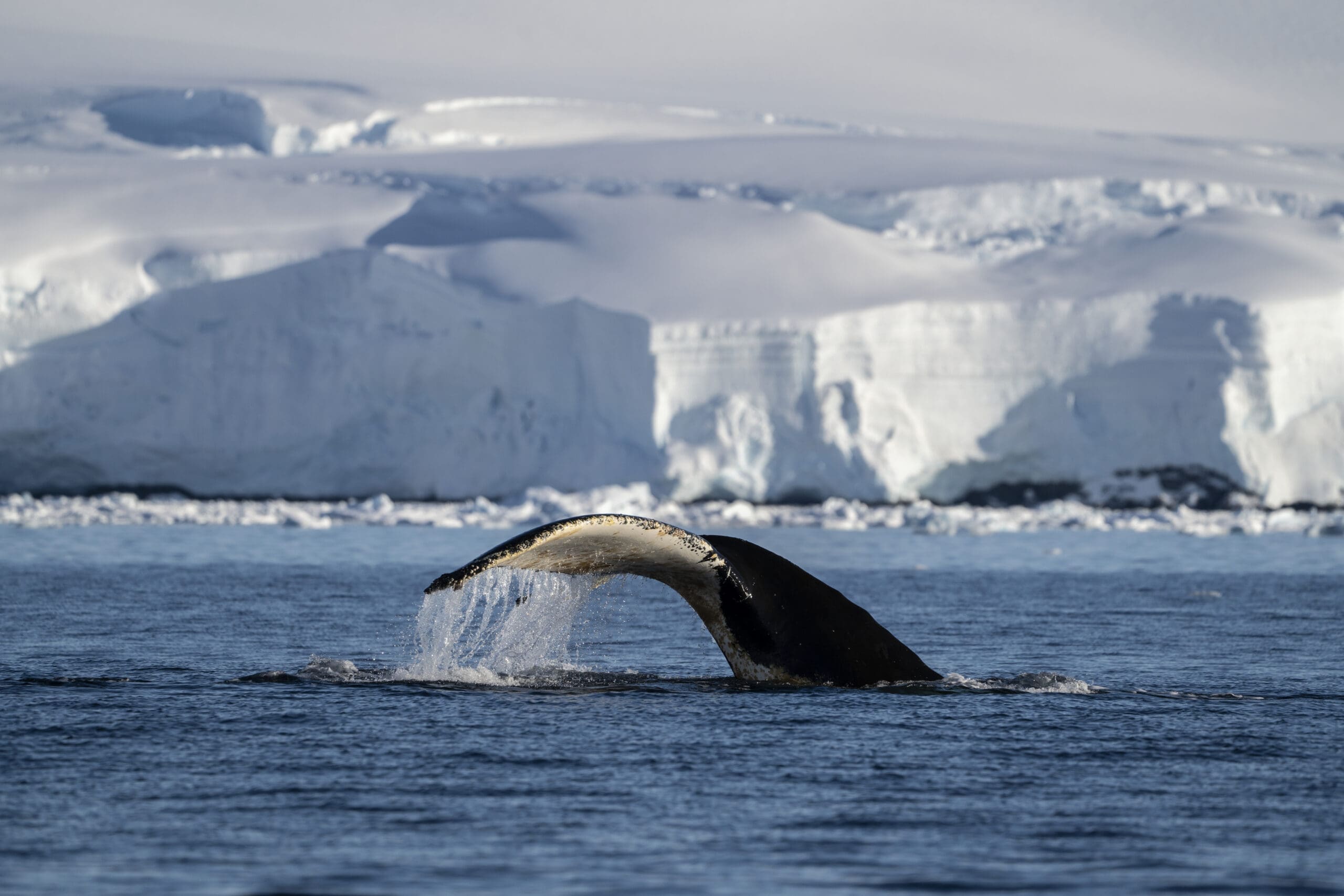 A21_FineArt_MAG25-SE_2022-23_Veronica_IbanezR_VIR4033 Antarctica cruise by IBG Travel